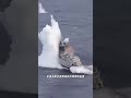 退役軍艦的最終歸宿:有的進廢船廠,有的沉入海底#軍事科普 #航空母艦 #軍艦 #冷知識