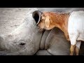 Un rhinocéros ami avec un mouton - ZAPPING SAUVAGE