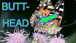 How Butterflies Fool Predators [NARRATED]