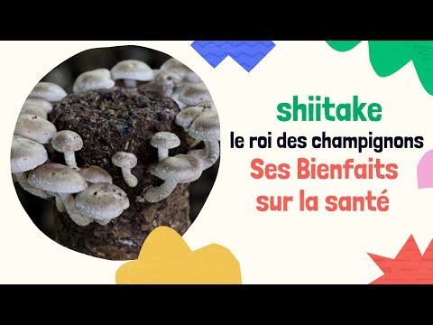 Vidéo: D'où viennent les champignons shiitake ?