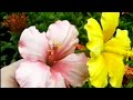 Hibisco de açúcar