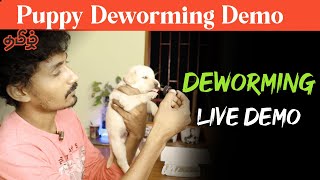 Puppy Deworming  Demo & Checking Puppies Weight