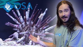 All About URCHINS!