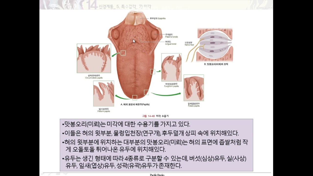 후각, 미각 - YouTube