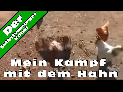 Video: Etwas Zu Meckern: Haustier-Hahn Kann Immer Noch Wohnsitz Bekommen