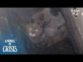 Down The Chimney, A Cat Is Trapped Down 12 Meters (Full ver.) | Animal in Crisis EP177