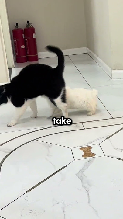This Dog's Love Is Too Much For The Cat🧐 #shorts
