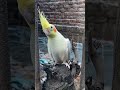 #parrot #yourubeshorts #knowledge #talkingparot #birds #talkinganimal #cockatiel #vibrantbirds