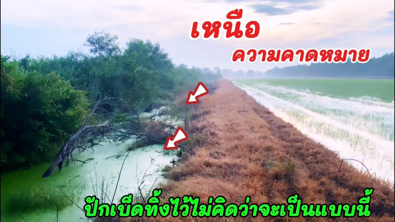 เกินคาดครับ ปักเบ็ดทิ้งไว้คิดว่าไม่มีปลา ตอนเช้ามาปลาติดตรึม#ปักเบ็ด