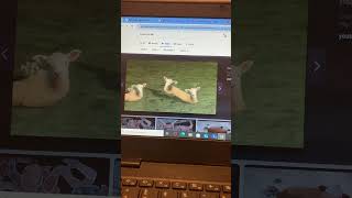 Austin The Superior Vyonder 2021 Irl