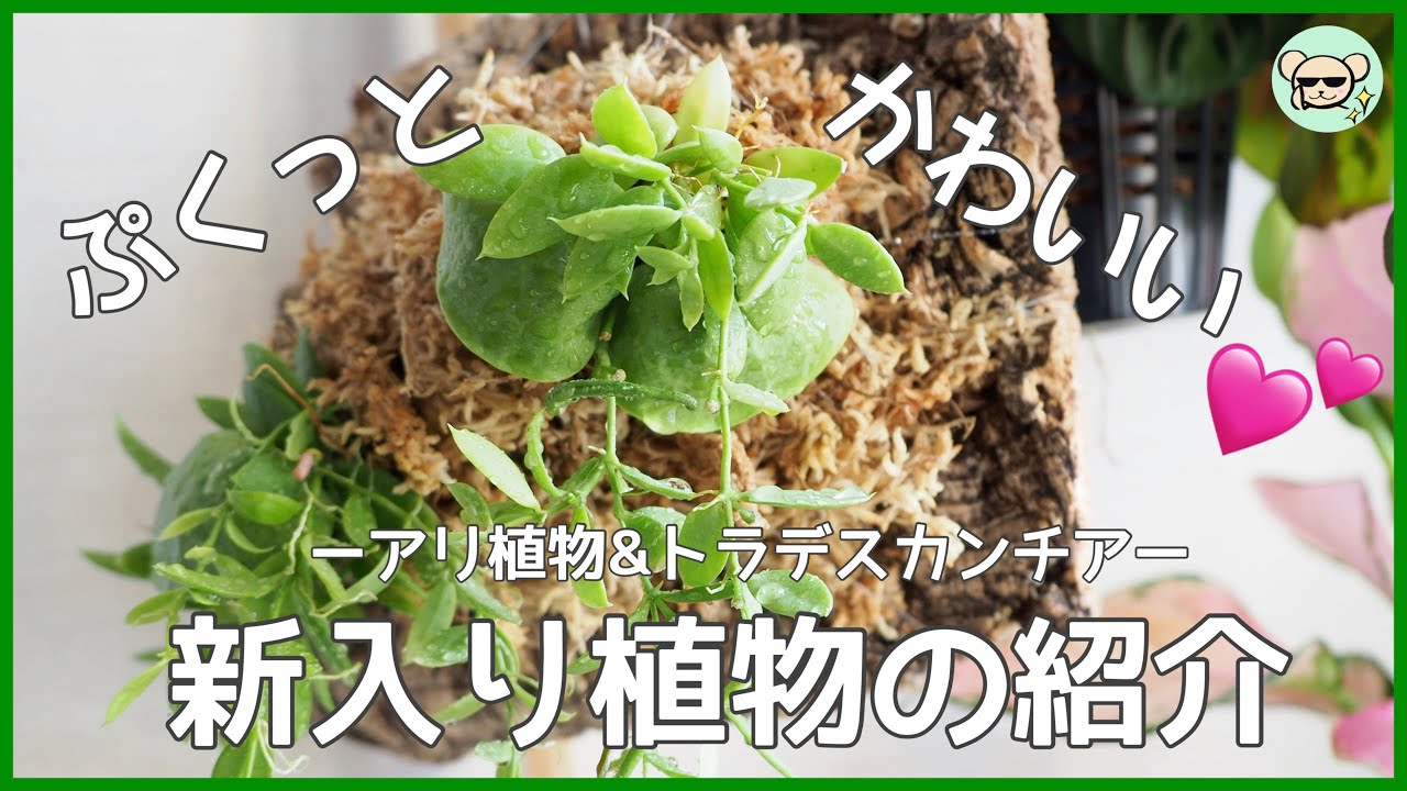 ミルメフィツム セレビクム ブキドノン マライバライ アリ植物 新入り植物】プクッとかわいいアリ植物【ミルメフィツム・セレビクム