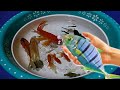 Rainbow Fish Black Koi Fish Pink Fish Guppy Guppies Molly Swordtail Carp Baby Fish Perch Goldfish