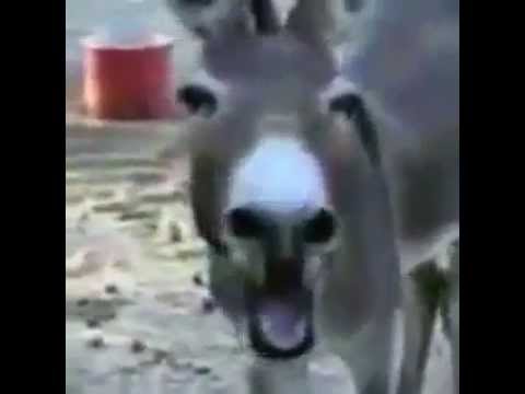 ههه داروها بييه