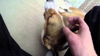 Broading Corgi is pet because he's cute