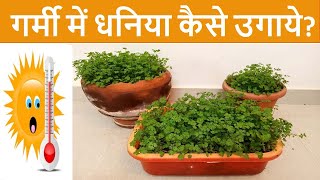 गर्मी में धनिया कैसे उगाये| How to grow coriander in Summer| Grow Organic Coriander at home