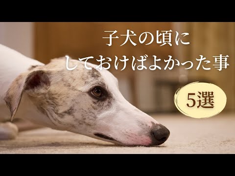 子犬の頃にしておけばよかった事【５選】　#163