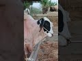 Gulabi Nukra 0030 Bull Pitafi Farm #pitafifarm #cowfarming #viralvideo #viralshort #bull