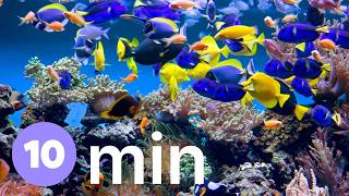 10 Minute Aquarium Countdown Timer with Chime and Relaxing Music #10minutetimer #10minutes