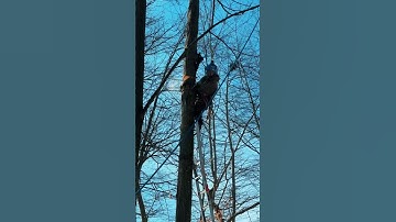 Medina Tree Care Daves Tree Removal #chainsaw #stihl #treeclimbing #tree #deadtree #fy
