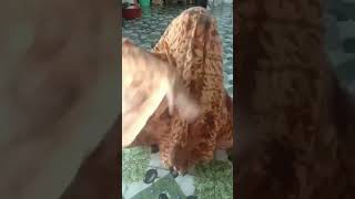 aiding ala ala aiding cheneal alby al fariz