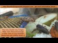 Cricket Breeding - The whole life cycle of crickets