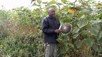 Sunflower Growing Kajiado County Maasai Cash Crop www.grenvale.com