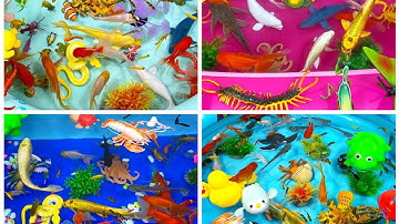 Con Rùa,Cá Chép ,Cá Chép Vàng,Cá Heo,Cá Mập,Cá Heo Trắng,Cá Heo Xanh,Cua Hoàng Đế,Ghẹ Xanh,Animas