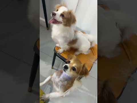 Full Video Below Feed Shorts Doglover Puppy Love Pets Kokoni Bestfeed Cutedog