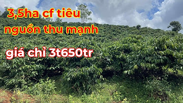 Bán 3,5ha cà phê hồ tiêu,giá chỉ có 3t650tr nguồn thu mạnh giá rẻ lh 0366592989