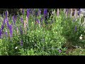 Larkspur in the garden