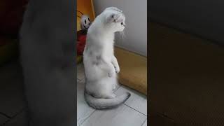 CURIOUS cat  funny scottish fold like a SURICAT