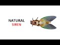 Cicada : A Natural Siren ?