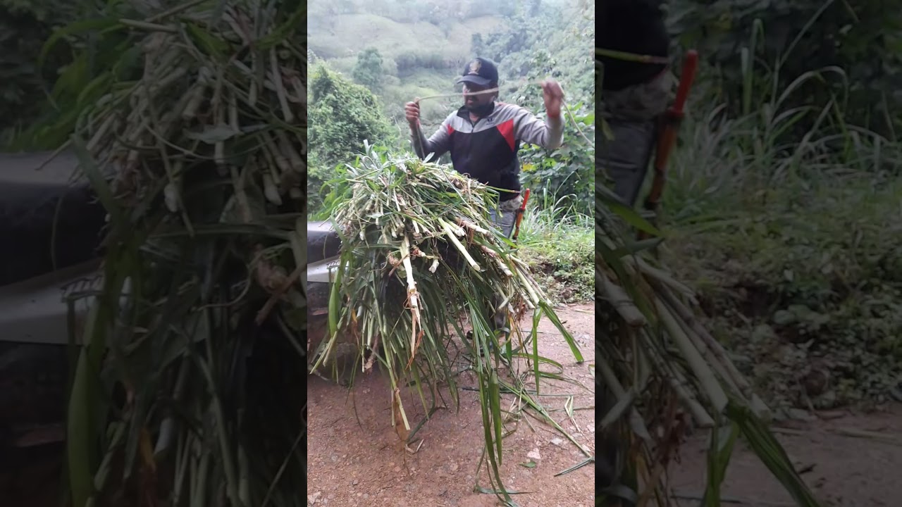 Pasto king grass¡Conoce como lo utilizamos en la alimentación de nuestras vacas!