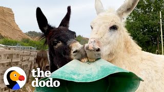 These Donkeys Love Getting Into Trouble | The Dodo