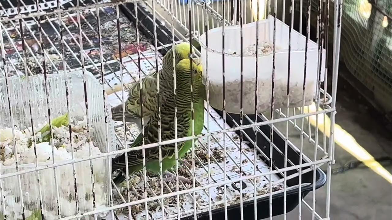 Budgies can safely eat plain, uncooked rice. YouTube