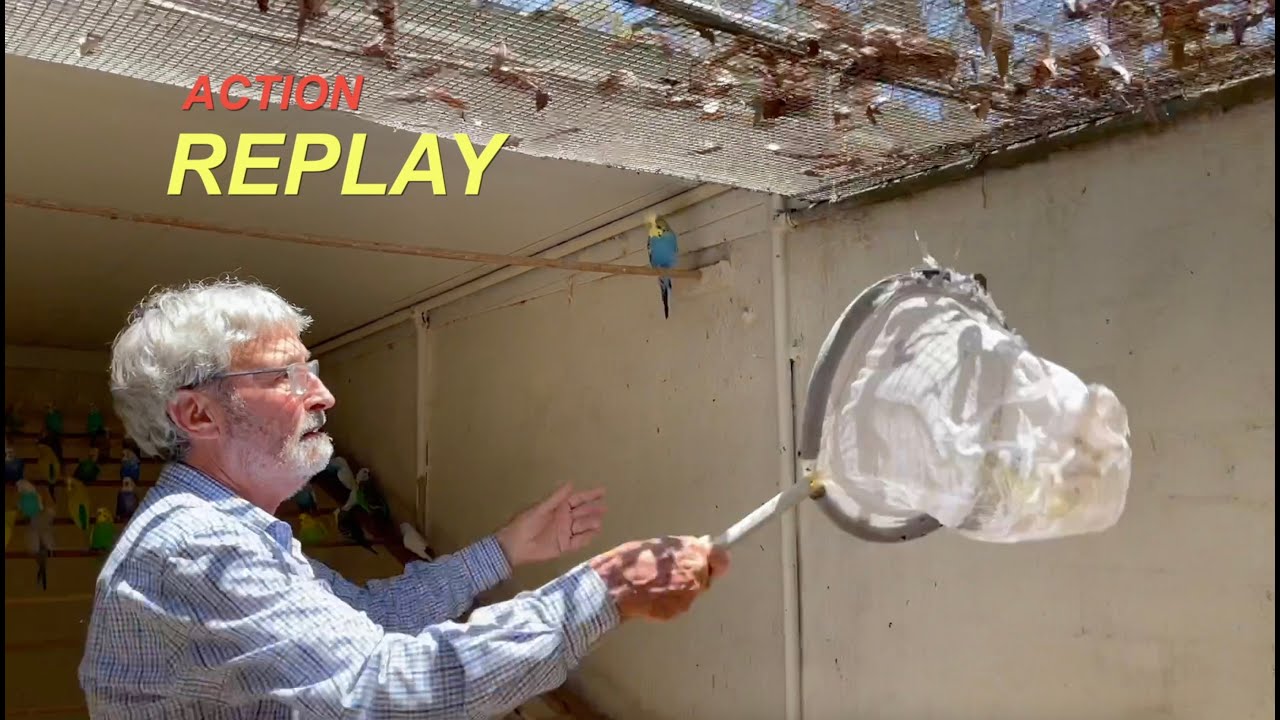 How to catch a bird/budgie in an aviary with a net, without harm to