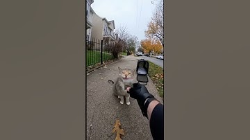 ARRESTED FOR CATNIP 😹😱 Fails Cat