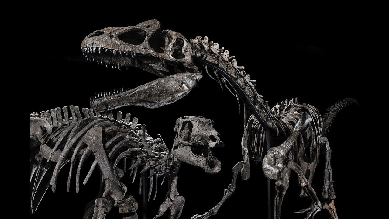 Le combat des dinosaures aux enchères - YouTube