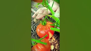 Smart technique for choosing fresh and healthy tomatoes using scissors #shorts