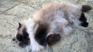Grumpy Himalayan cat doesn’t want to be stroked!