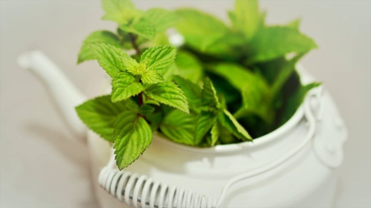 Mint For Appendicitis - Natural Home Remedy For Appendicitis- How To Use camera iphone 8 plus apk