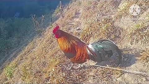 อับแดดไก่ต่อขันมวน saib kuv tu me nyuam qaib dib  noob qaib tuaj quas zoo heev