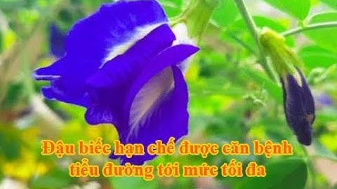 Đậu biếc hạn chế được căn bệnh tiểu đường tới mức tối đa