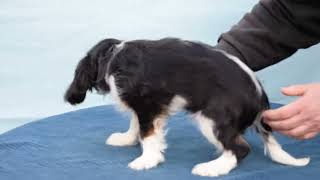 Cha | 13w old, male Cavalier King Charles Spaniel Puppy by Euro Puppy 36 views 1 month ago 26 seconds