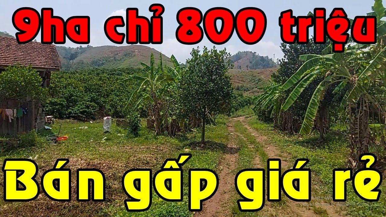 Bán 9ha chỉ 800 triệu, GIÁ QUÁ RẺ! suối lớn ôm đất, có sẵn vườn mắc ca, rẫy cà phê đã thu ở Kon Tum
