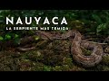 UNA DE LAS SERPIENTE MAS VENENOSAS: nauyaca mano de metate | SELVA LACANDONA