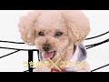 愛犬とのお出かけをもっと楽しく。スマイル、広がる『Sippole-しっぽる-』【ペピイチャンネル】