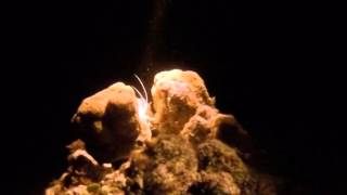Night Dive at Hol Chan Marine Reserve in Belize