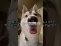 人間の赤ちゃんをどうしてもお世話したいシベリアンハスキー
