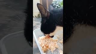 SETIA MENUNGGUMU #shorts #fyp #fypシ゚viral #reels #catlovers #kucingkampung
